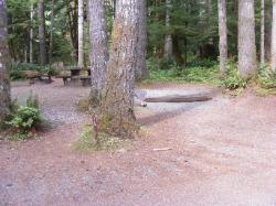 Staircase Campground Site 18 - Olympic National Park