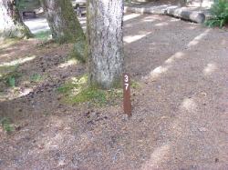 Staircase Campground Site  37 - Olympic National Park