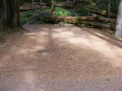 Staircase Campground Site  42 - Olympic National Park