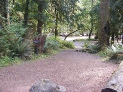 Staircase Campground Walk-in Sites  - Olympic National Park