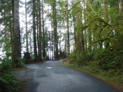 Willaby Campground Road  Olympic National Park