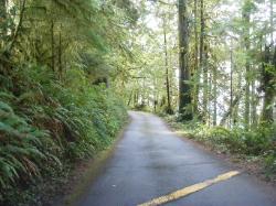 Willaby Campground Road  Olympic National Park