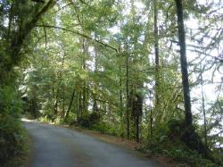 Willaby Campground Road  Olympic National Park