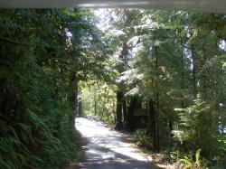 Willaby Campground Road  Olympic National Park