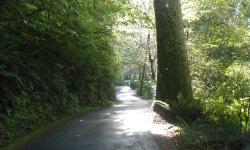 Willaby Campground Road  Olympic National Park