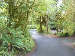 Willaby Campground Road  Olympic National Park