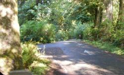 Willaby Campground Road  Olympic National Park