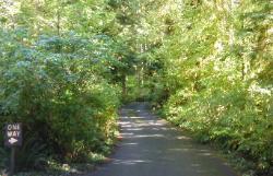 Willaby Campground Road  Olympic National Park