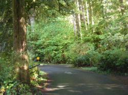 Willaby Campground Road  Olympic National Park