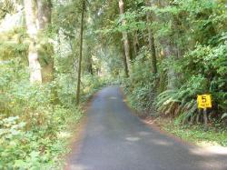 Willaby Campground Road  Olympic National Park