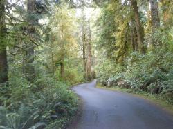 Willaby Campground Road  Olympic National Park