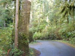 Willaby Campground Road  Olympic National Park