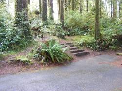 Willaby Campground Olympic National Park Site 03