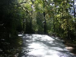 Willaby Campground Olympic National Park Site 06 - 07