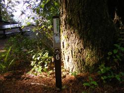 Willaby Campground Olympic National Park Site 06