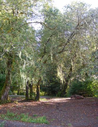 Willaby Campground Day Use Area Lake Quinault Olympic National Park