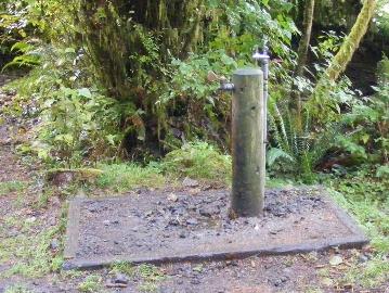 Willaby Campground Lake Quinault Olympic National Park