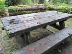 Loop A Site 36 Hoh Campground Olympic National Park